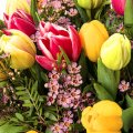Waxflower and tulips